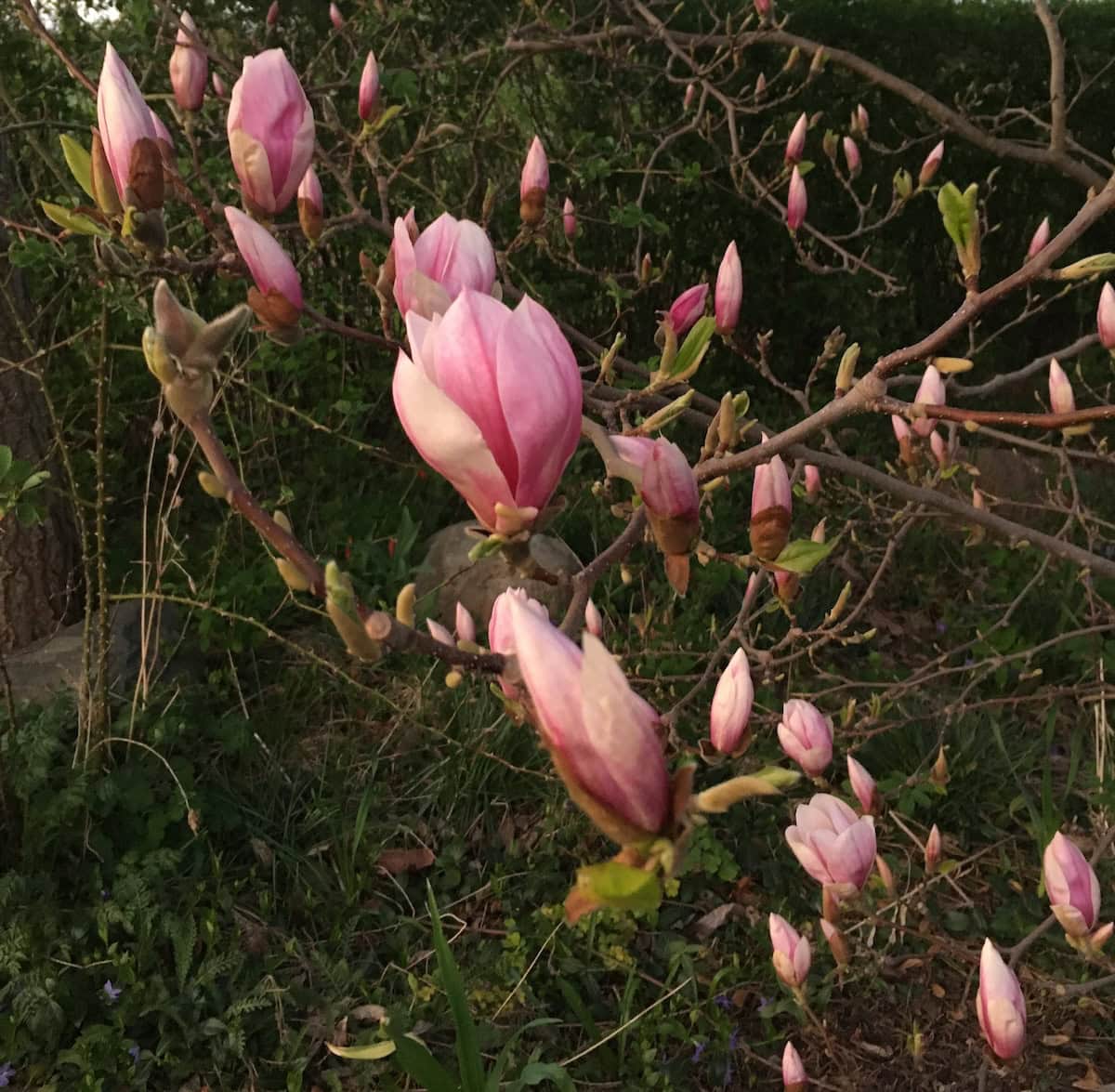 Blommande magnolia.