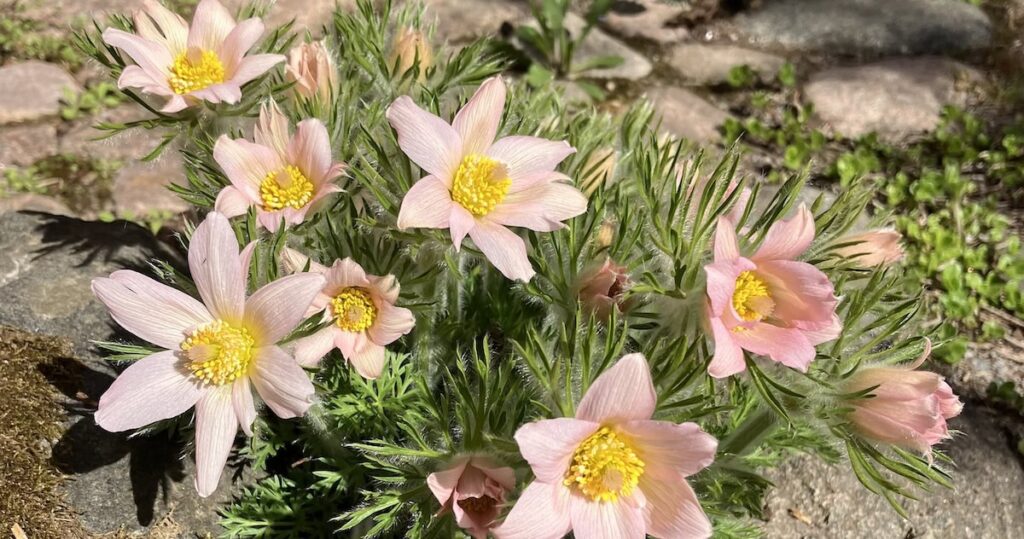 Ljusrosa backsippor.