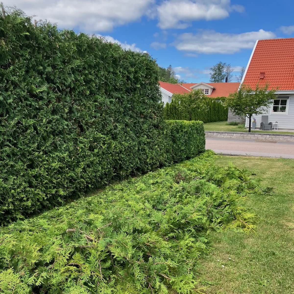 Nyklipp tujahäck i Mantorp.