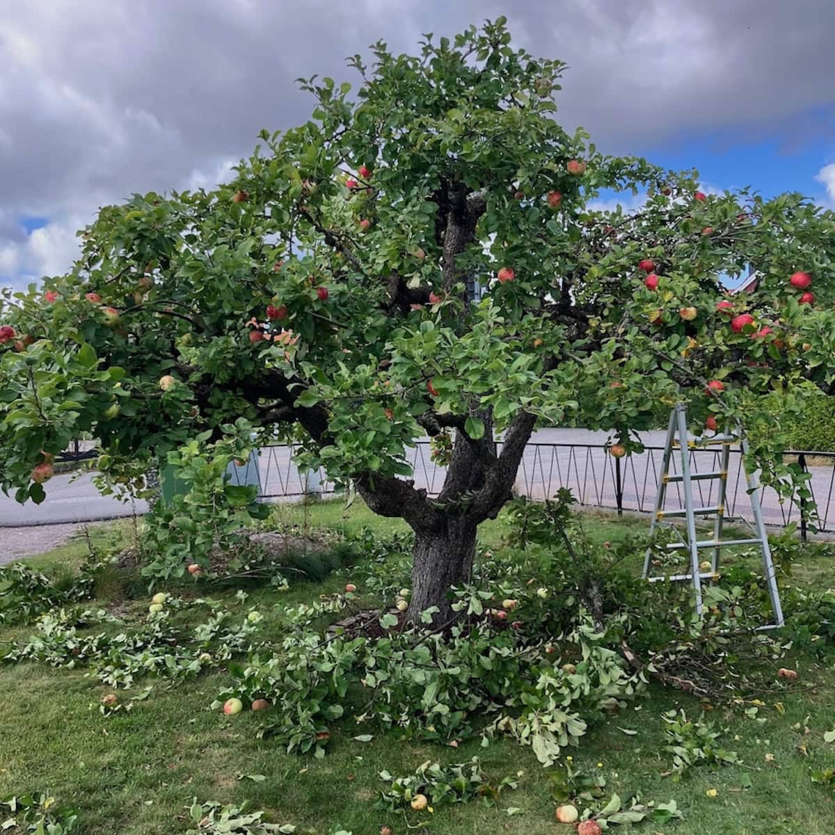 Pågående beskärning av äppelträd.